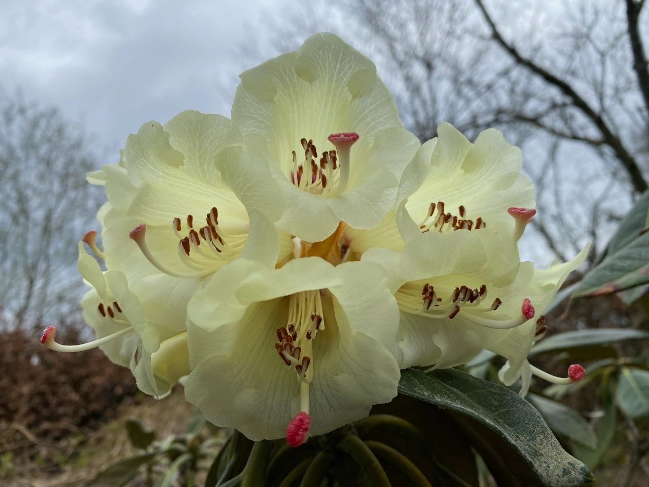 R. macabeanum AGM